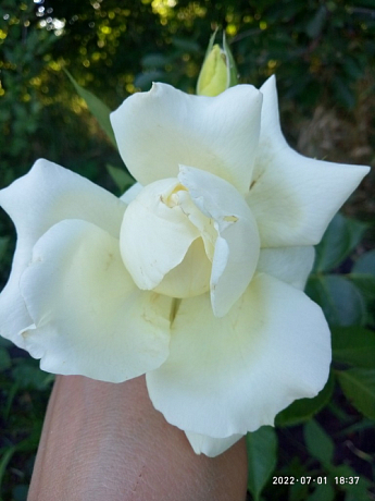 Роза чайно-гибридная "Магади" (саженец класса АА+) высший сорт NEW - фото 4