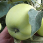 Яблуня "Білий налив" (літній сорт, ранній термін дозрівання) цена