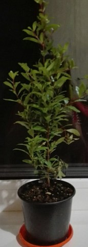 Гранат кімнатний «Бейбі» (плодоносний сорт) - фото 9