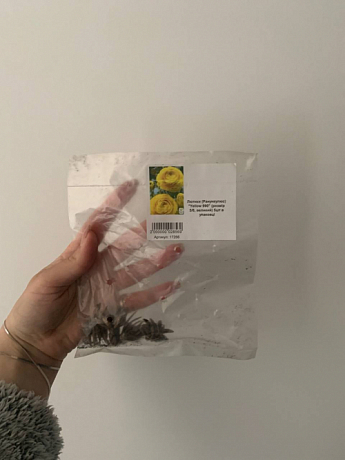Лютики (Ранункулюс) "Yellow 990" (размер 5/6 , крупный) 5шт в упаковке - фото 3