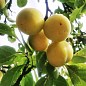 Слива "Белая медовая" (летний сорт, ранний срок созревания)