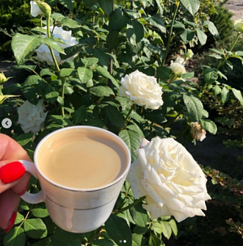 Роза чайно-гибридная "Боинг" (саженец класса АА+) высший сорт - фото 3
