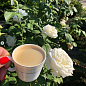 Роза чайно-гибридная "Боинг" (саженец класса АА+) высший сорт цена