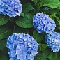 Гортензия крупнолистная голубая "Голубое небо" (Blue sky) - Гортензии ...