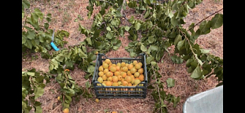 Абрикос "Шалах ананасовий" (літній сорт, ранній термін дозрівання) - фото 2