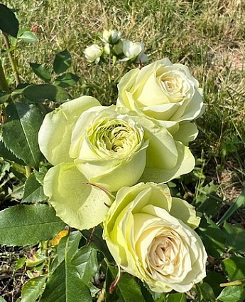 Троянда англійська плетиста "Сяюча наречена" (саджанець класу АА +) вищий сорт - фото 6