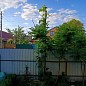 Павловния сиреневая "Адамово дерево" (красивоцветущий сорт) купить
