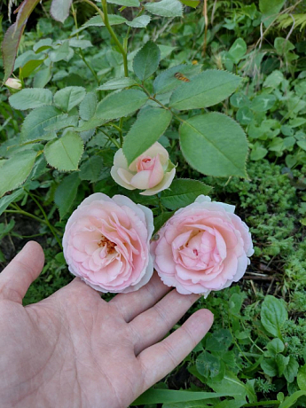 Роза плетистая "Eden Rose" (саженец класса АА+) высший сорт - фото 4