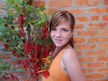 Смородина красная "Ровада" (Rovada) (средне-поздний срок созревания, имеет крупные, твердые и блестящие ягоды) - фото 4