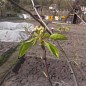 Груша "Бере Киевская" (зимний сорт, поздний срок созревания)