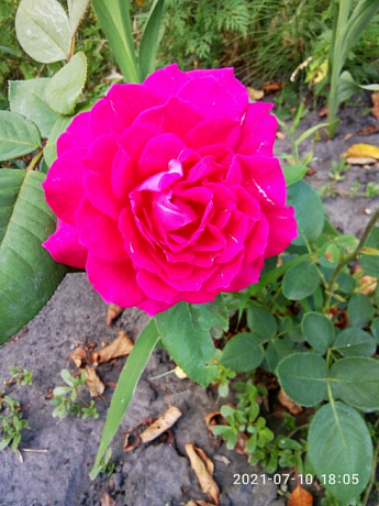 Эксклюзив! Роза парковая серебристо-розовая "Удивительная миссис Майзель" (The Amazing Mrs. Mayzel) (саженец класса АА+, премиальный высший сорт) - фото 5