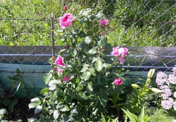 Роза английская плетистая "Сердце розы" (саженец класса АА+) высший сорт - фото 4
