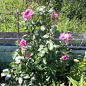 Роза английская плетистая "Сердце розы" (саженец класса АА+) высший сорт