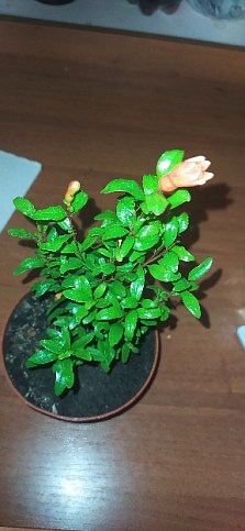 Гранат кімнатний «Бейбі» (плодоносний сорт) - фото 7