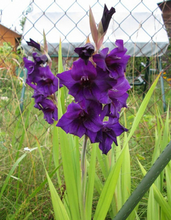 Гладиолус "Purple Flora" 3шт - фото 2