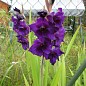 Гладиолус "Purple Flora" 3шт купить