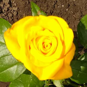 Роза чайно-гибридная "Ландора" (саженец класса АА+) высший сорт - фото 3