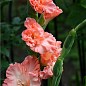 Гладиолус "Frizzled Coral Lace" 3шт купить