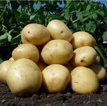Картопля "Орла" насіннєва рання (1 репродукція) 1кг - фото 4