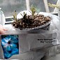 Флокс многолетний "Blue Boy" 1шт в упаковке купить
