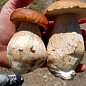 Сухой зерновой мицелий "Белый гриб боровик" 10г цена