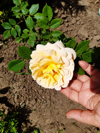 Роза флорибунда "Friesia" (саженец класса АА+) высший сорт - фото 4