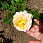 Роза флорибунда "Friesia" (саженец класса АА+) высший сорт