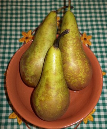 Груша "Конференція" (зимовий сорт, пізній термін дозрівання) купити ...