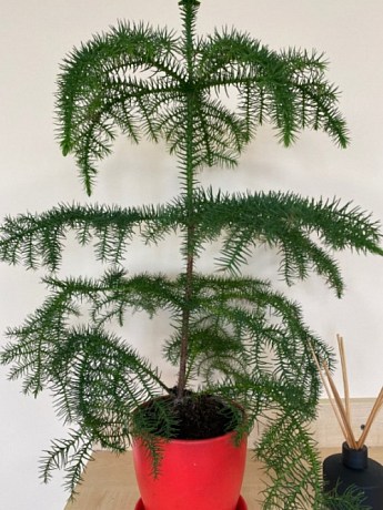 Араукария (Araucaria heterophylla) комнатная ель купить почтой в Одессе ...