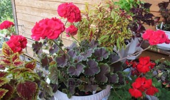 Пеларгония Розебудная "Brocade Cherry Night" (контейнер № 10, высота 10-20 см) - фото 3