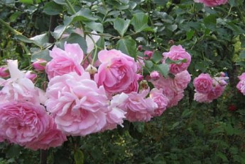Эксклюзив! Роза плетистая серебристо-розовая полумахровая "Жемчужина стиля" (Pearl of style)  (саженец класса АА+, премиальный выносливый сорт) - фото 5
