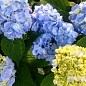 Гортензия крупнолистная голубая "Голубое небо" (Blue sky) - Гортензии ...