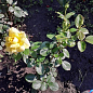 Роза флорибунда "Friesia" (саженец класса АА+) высший сорт цена