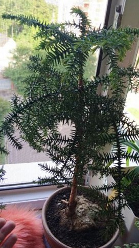 Араукария (Araucaria heterophylla) комнатная ель купить почтой в Одессе ...