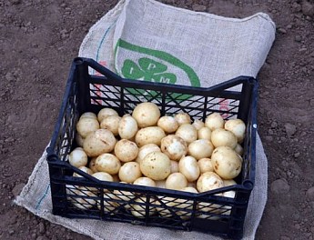 Картопля "Орла" насіннєва рання (1 репродукція) 1кг - фото 5