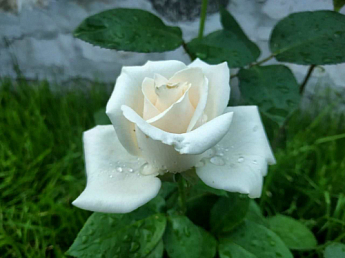 Роза чайно-гибридная "Магади" (саженец класса АА+) высший сорт NEW - фото 5