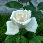 Роза чайно-гибридная "Магади" (саженец класса АА+) высший сорт NEW