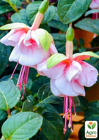 Фуксия ампельная "Southgate" (контейнер № 10, высота 5-10 см) - фото 3