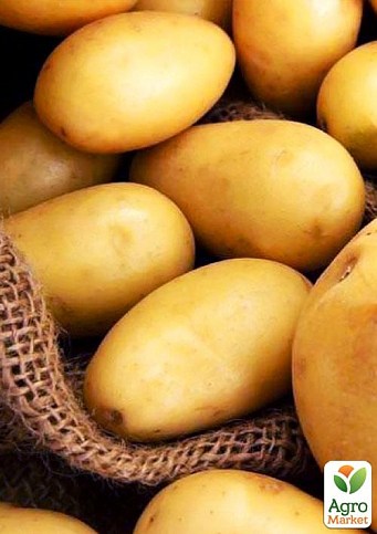 Картофель "Электра" семенной среднеранний (на жарку, 1 репродукция) 1кг
