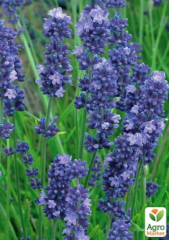 Лаванда Гибридная Sentivia "Blue Scent" 