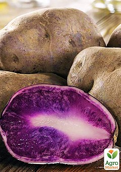 Картофель "Гурман" семенной фиолетовый (1 репродукция) 1кг1