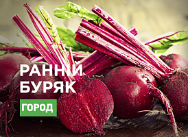 Найраніші сорти буряків - корисні статті про садівництво від Agro-Market