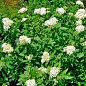 Спирея японская 2-х летняя "Albiflora"вазон С2, высота 20-40см