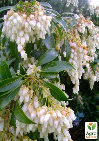 Ландишеве дерево "Halesia"