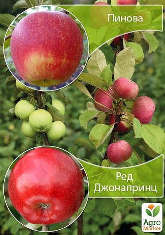 Дерево-сад Яблоня "Пинова+Ред Джонапринц"