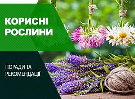Лікарські рослини на клумбі, назви, сорти - Agro-Market