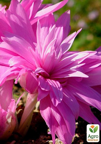 Колхикум "Waterlily" 1шт в упаковке