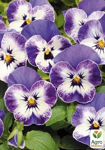 Виола (Viola Cornuta) "Delft Blue"