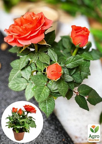 Роза Миниатюрная (комнатная) "Sparkle Coral" (Нидерланды)