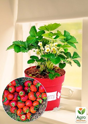 LMTD Клубника ремонтантная 2-х летняя "Lucky Berry" (высота 20-30см, горшок С5)